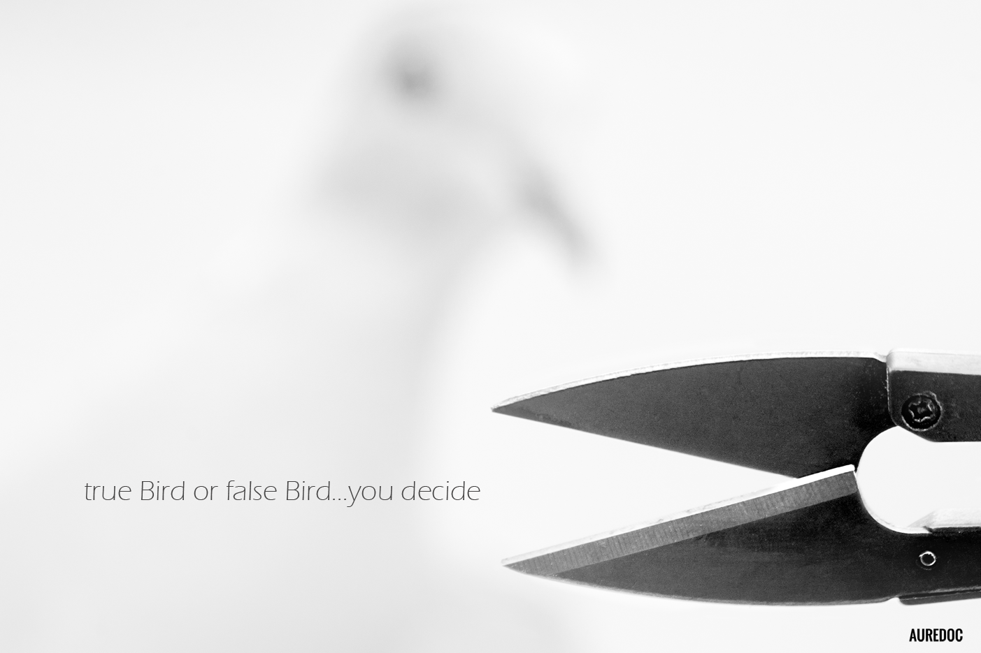 true Bird or false Bird...you decide